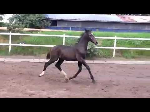 Hengstfohlen v  Casall Lasino