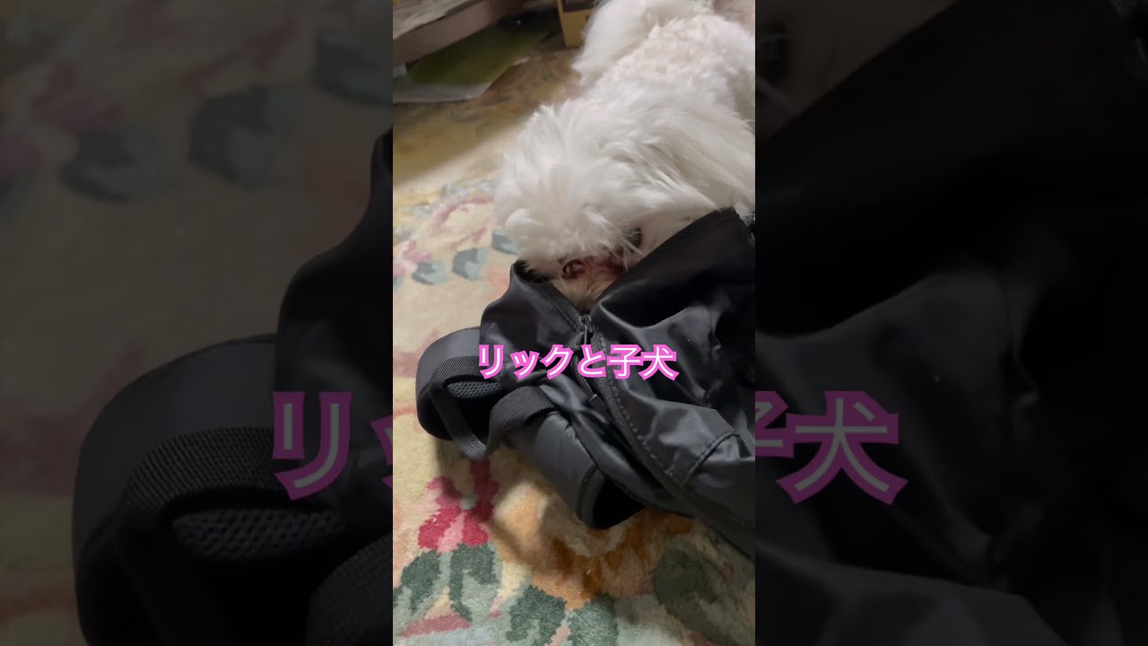 私のリックを破壊しようとしてるマルチーズのここ君💦やめてよ😋#4ds動物整体 #マルチーズ犬