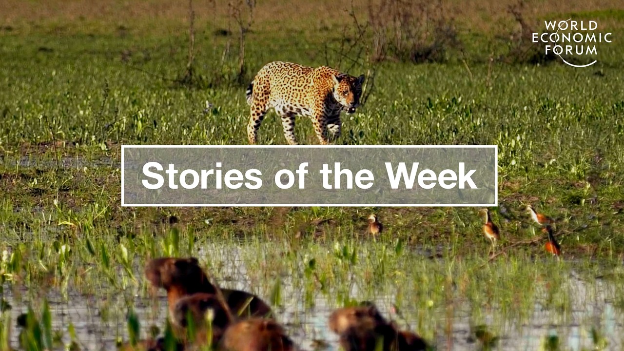 Jaguar Conservation & How Quantum Computing Impacts Data Security | WEF | Stories of the Week