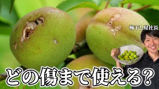 【梅干し屋直伝】傷ついた青梅は梅仕事に使える？見分けるポイントや注意点を解説