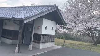 【下関市】勝山城跡の桜