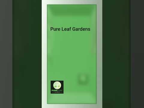 適合種在門口的植物