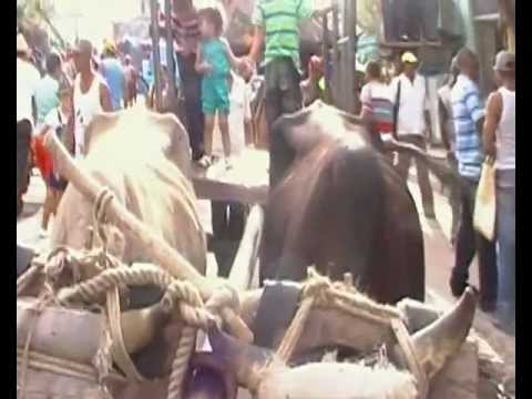 el platanal de bartolo . san luis . santiago de cuba- 2012