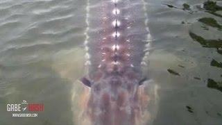 STRANGE FISH SIGHTED AT RIO LEMPA, EL SALVADOR? AUGUST 22, 2016 (EXPLAINED)