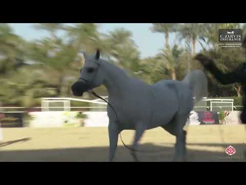 N.122 KAMARAIN SAQR - Egypt Arabian Horse Championship 2023 - Mares 7+ Years Old (Class 5B)