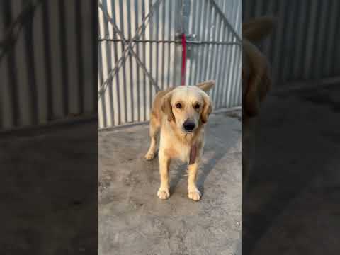 Golden retriever 🥰#dog#pets#dogs#pet#doglover#petlover#dogshorts#dogbreed#goldenretiever#mrsukhrajyt