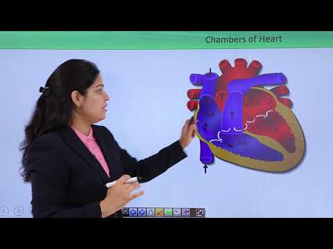 download lagu mp3 mp4 Heart Chambers, download lagu Heart Chambers gratis, unduh video klip Heart Chambers