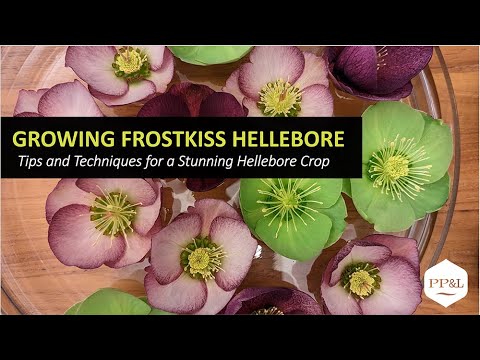 , title : '2023 WEBINAR:  Growing Frostkiss® Hellebore: Tips and Techniques for a Stunning Hellebore Crop'