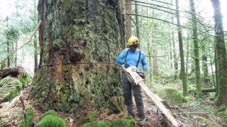 Cutting Down a Huge Fir Tree