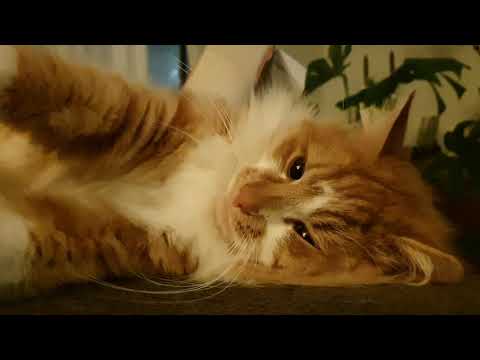 5 minute fluffy cuddle cat purr relaxation video