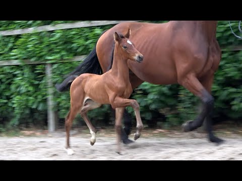 *2022 Stute von Veneziano - Bordeaux SOLD!!!