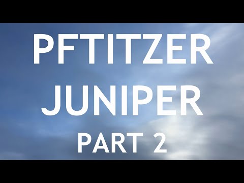 Pftitzer Juniper Bonsai, From Young Nursery Stock. 2