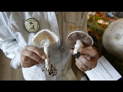 Så ser du om svampen är giftig