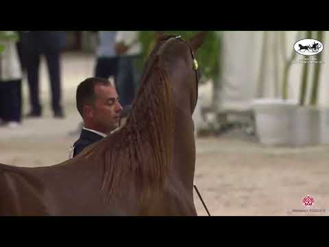 N 121 VESUVIUS DPA   UAE National A H  Championships 2022   Stallions 7+ Years Old Class 10