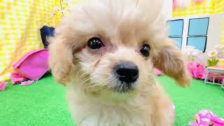 ハーフ犬の動画01