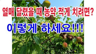열매 달렸을 때 농약 적게 치려면 이렇게 하세요 (자두 병충해 방제, 과수 병충해 방제, 과일나무 병충해 방…