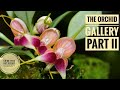 The Orchid Dungeon Part II