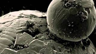 Today The Moon, Tomorrow The Sun - Oh Black Gold