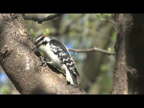 Havenwoods State Forest