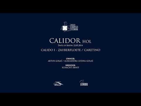 CALIDOR HOL (Calido I x Caretino) - AES Stallion Grading 2020