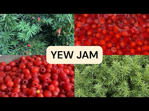 Yew Berry Jam 