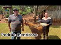 Passando O Dia No Sítio Do Pedrão Mentiroso Laranja Para Fazer Doce Almoço Com Galinha Caipira