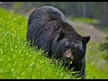 Black Bear Roar Black Bear Sounds