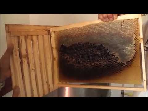 Iernatul stupilor - Selectia ramelor de formare a cuibului - apicultura pentru incepatori