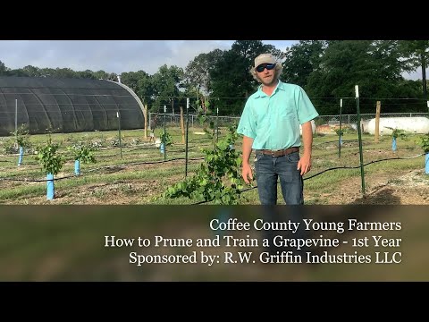 How to Prune and Train a Grapevine - 1st Year