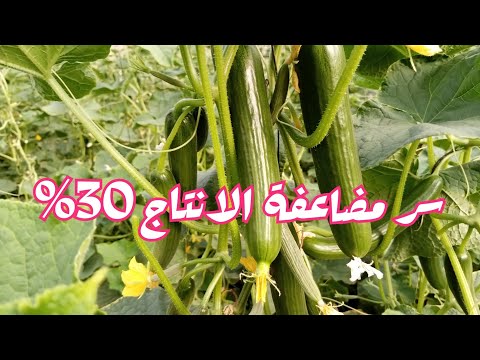 , title : 'سر زيادة ومضاعفة الانتاج في الخيار 30% ح7'