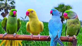 Parrot Natural Sounds Compilation