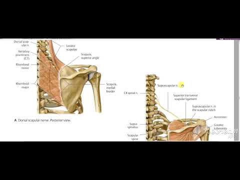 Shoulder muscles nerve supply 3
