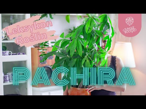 Water Pachira – a striking plant, good for beginners. How to care for and cultivate Pachira?