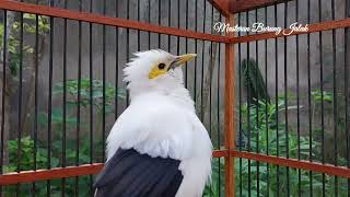 Download lagu Jalak putih gacor Full isian Coba Untuk Masteran dan pancingan Jalak Suren mp3