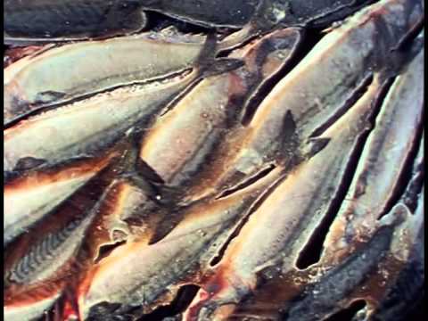 1978 De platte jungle - Johan van der Keuken, music Willem Breuker