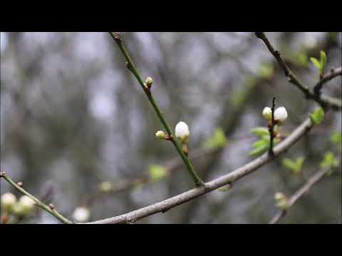 Shamanic dream   Anugama