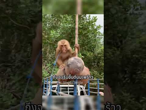 เห็นตัวแค่นี้ เก็บมะพร้าวเก่งกว่าคน 10 เท่า