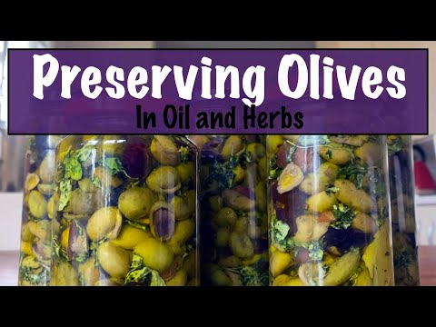 Preserving Freshly Picked Olives in Oil and Herbs
