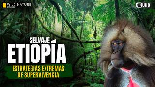 ETIOPÍA SALVAJE — Estrategias Extremas de Supervivencia | Documental Animal