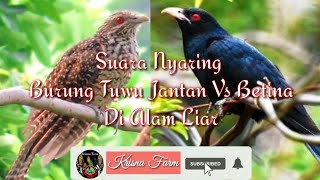 Download lagu Suara Nyaring Burung Tuwu Jantan Vs Tuwu Betina Di Alam liar mp3