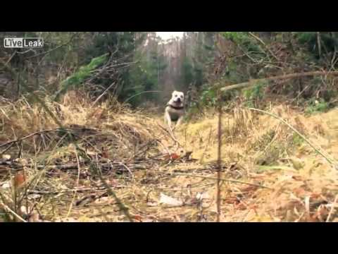 Super Dog Does Parkour - Amazing!