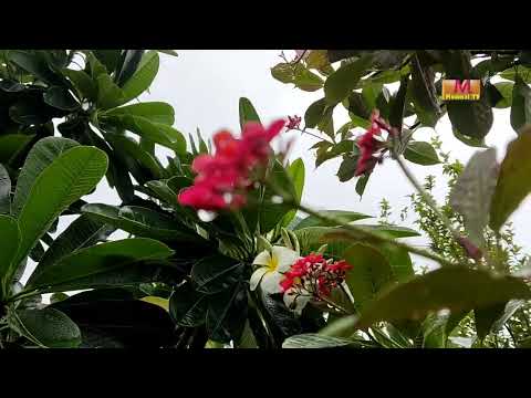 HOME GARDEN MOON SOON ❤️  JATROPHA PLANT RED FLOWERS PLANT MOOMAL TV