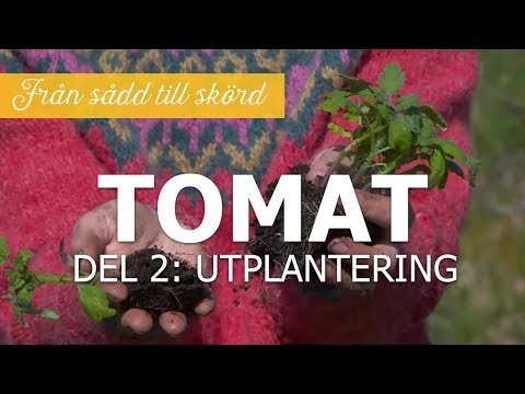 Tomater från sådd till skörd - Del 2: Utplantering