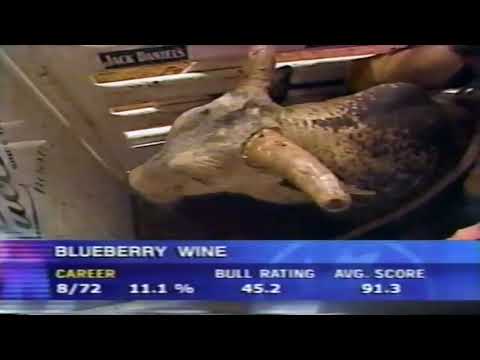 Blueberry Wine bucks Mike Collins - 04 PBR Fort Worth