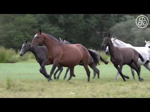 24 Coudelaria Frederico Bonacho dos Anjos