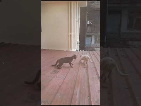 Cat VS Cat fight 😅