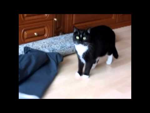 Katze kickt Spielzeug weg!