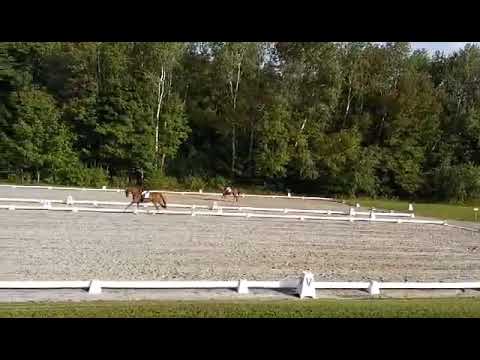 Halo 2020 CCI 2* FEI Eventing Test A (Prelim Grandview 09/19/20)