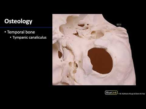 Parotid and Submandibular Triangle - Osteology