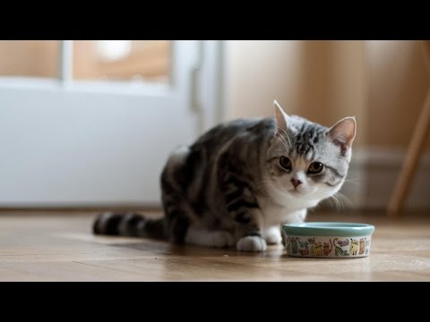 What Temperature Should I Serve My Cat's Wet Food?